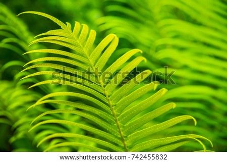 close up of   young leaf of tree fern in foreground and tree fern bush in background.Natural fresh green blur background.