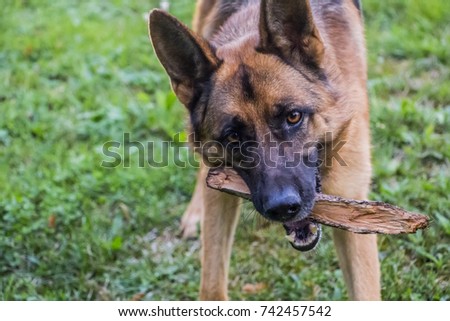 german shepherd playing with a stick