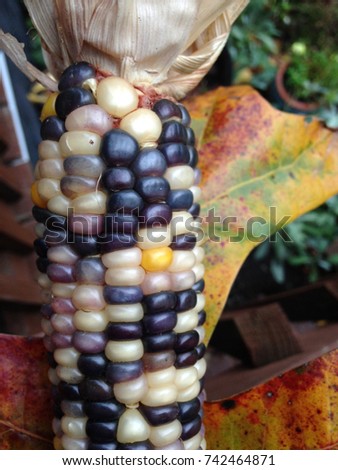 Indian corn against a fall leaf