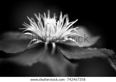Flower in macro close up fine art. Dramatic and delicate black and white image. 