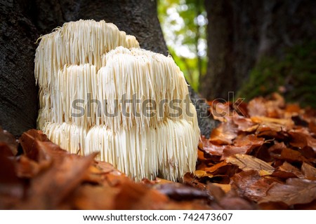 The rare Edible Lion's Mane Mushroom / Hericium Erinaceus / pruikzwam in the Forest. Beautifully radiant and striking with its white color between autumn leaves and the green moss.  Royalty-Free Stock Photo #742473607
