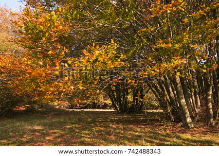 Colorful park in the autumn season