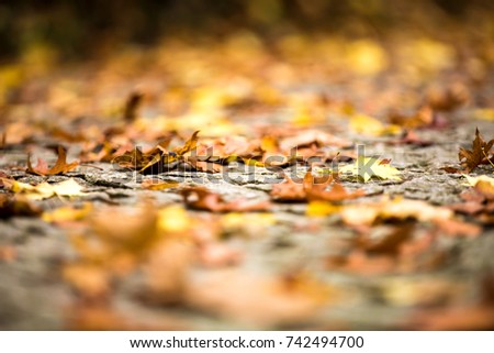 Autumn close up. Abstract autumnal background with shallow depth of field. Dropped colorful leaves lying on the ground.