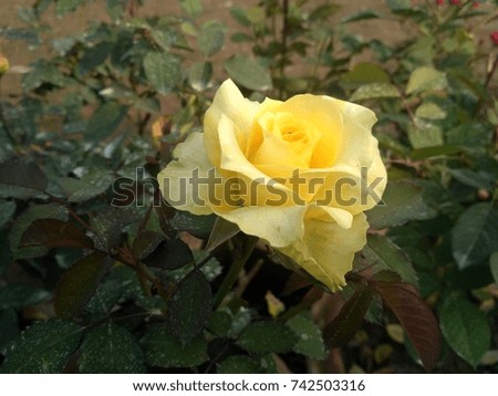 The yellow rose