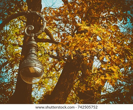 Beautiful street lamp on a background of autumn leaves of maple closeup toned brown