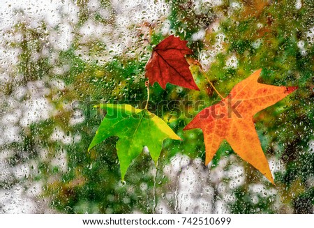 Leaves on the wet window, the rainy day of the autumn