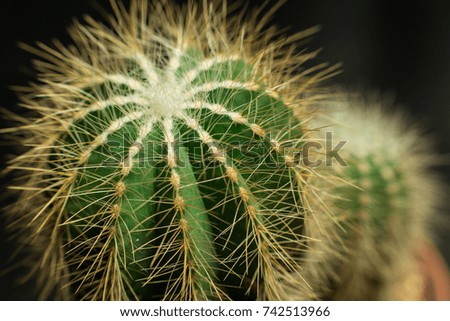 Cactus thorns. Macro cactus thorns. Close up thorns of cactus. Cactus Background.