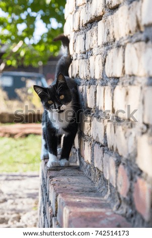 Black and white cat on the top of wall .