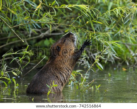 Close-up photo of wild nutria bite the willows twigs on background of green bushes. Natural environment. Nutria, Coypu, Myocastor coypus Royalty-Free Stock Photo #742516864