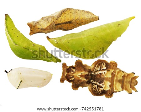 Five butterfly pupae isolated on white background. The pupae are lime butterfly, great orange tip, plain tiger, pink rose and Papilio hipponous. A pupa is a stage between a caterpillar and a butterfly