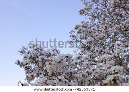 Detail of a Cherry Tree white flowers.