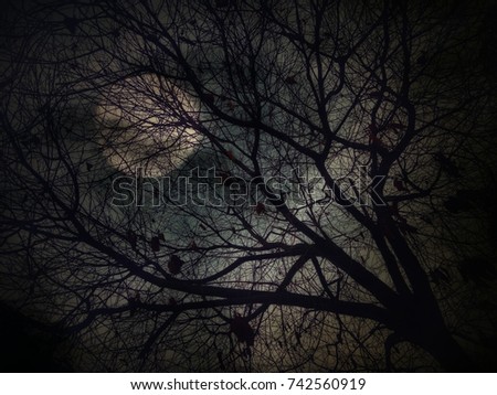 Shadow of barren tree with full moon and clouds in the night 