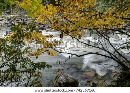 autumn colours by a creek water