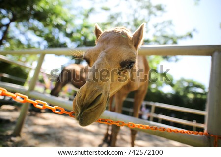 Camels in Zoo