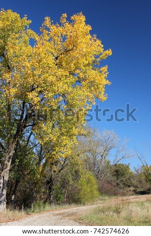 A cottonwood tree in Kansas. 
