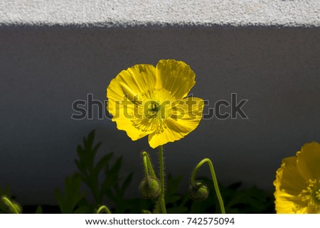 Dazzling  yellow  poppies  flowering plants in the subfamily Papaveroideae  family Papaveraceae colorful single  herbaceous plant, flowering in spring are a  charming and decorative plant.