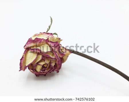 Dried Yellow and Pink Rose on White Background.