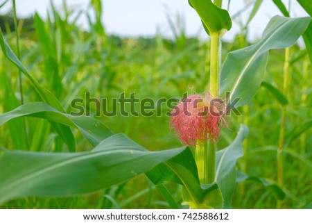 a front selective focus picture of organic corn flower at agriculture field.