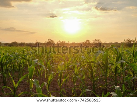 a front selective focus picture of organic young corn field at agriculture field.