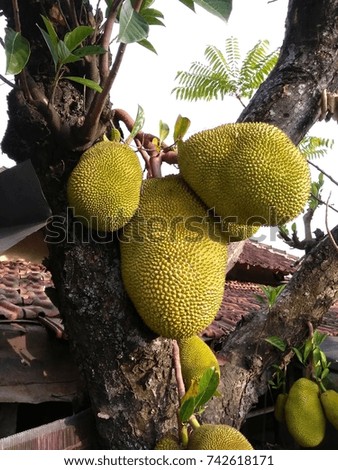 jackfruit still sticking to the trees