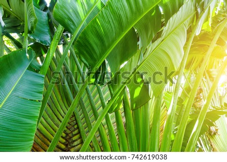 Traveller's Tree, tropical banana palm tree with sunlight background