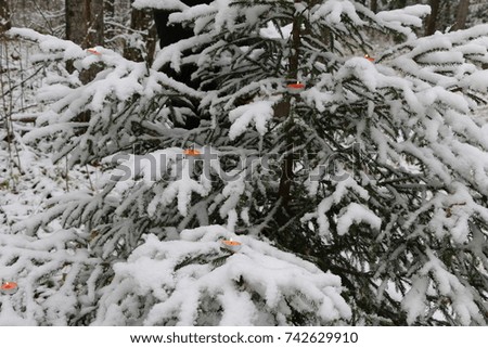 Christmas tree in the forest covered with snow with burning candles on the branches