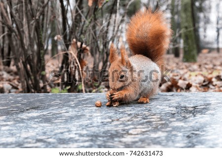 funny red squirrel sitting on curb and eating nuts on blurred autumn park background