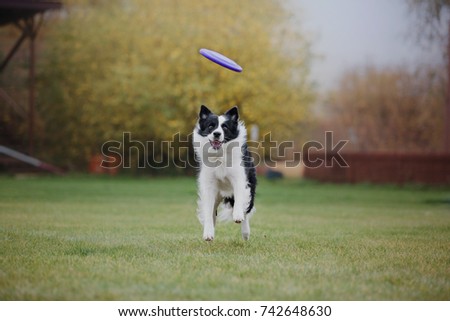 Dog catching flying disk in jump, pet playing outdoors in a park. sporting event, achievement in sport