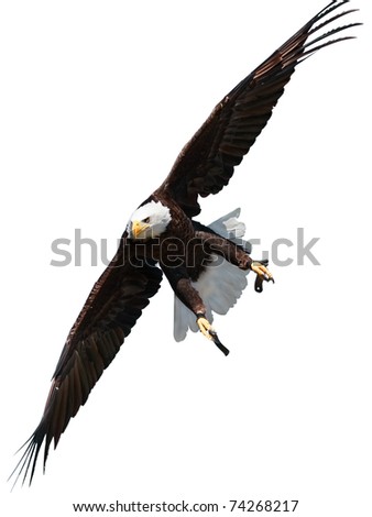 Bald eagle is flying isolated on white background.