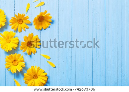 calendula flowers on blue wooden background