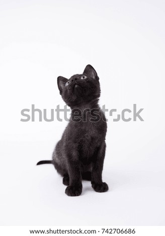 Black Kitten Sitting on White Background