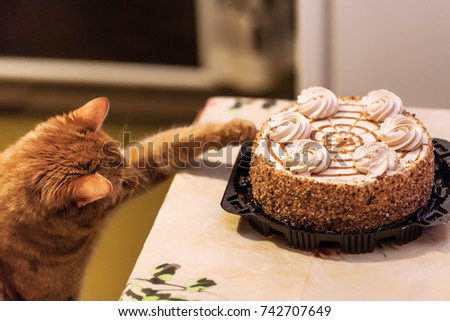 Ginger Cat Sweet Cake Lover Royalty-Free Stock Photo #742707649