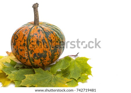 Closeup of Natural Yellow-Green Pumpkin with Maple Leaves Against White Background. Horizontal Image Composition