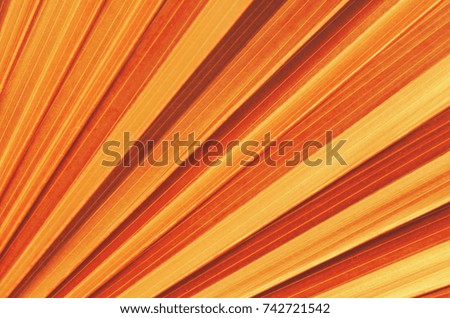 Lines of Orange palm leaves use as background.