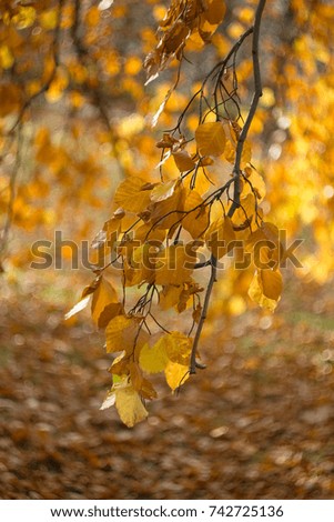 Autumn beech yellow orange leaves in the background.