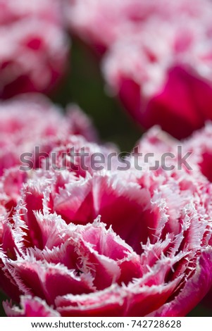 Nature and Botanical Concepts. Macro Shot of National Rose Dutch Tulips Of Queensland Kind Against Blurred Background. Located in Keukenhof National Park in the Netherlands. Vertical Image