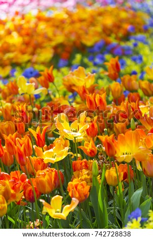 Botanical Concepts.Closeup Macro Shot of Field of National Dutch (Holland) Tulips Of The Selectives Shot Against Blurred Background.Located in Keukenhof National Park in the Netherlands.Vertical Image
