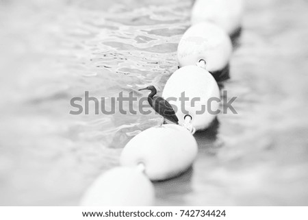 Sea birds nest on a buoy in the sea, Thailand. This image was blurred or selective focus. Black and white picture.