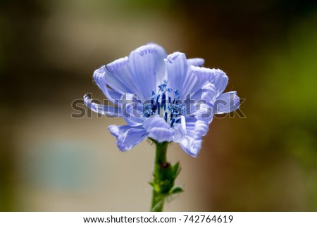 Close up of blooming blue common chicory or cichorium intybus with natural green and brown background. Selective focus. Shallow depth of field.
