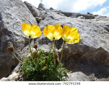 Yellow flowers of alpine poppy pictured from below on the rock