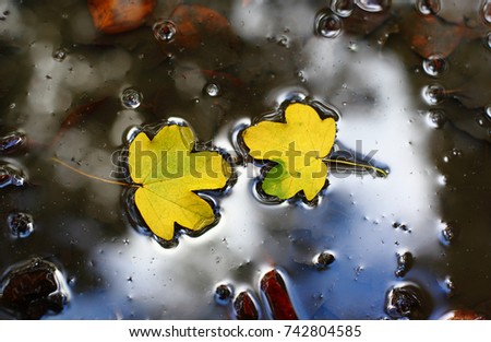 Two maple leaves in puddle with sky reflected in the water. Concept of relations and friendship