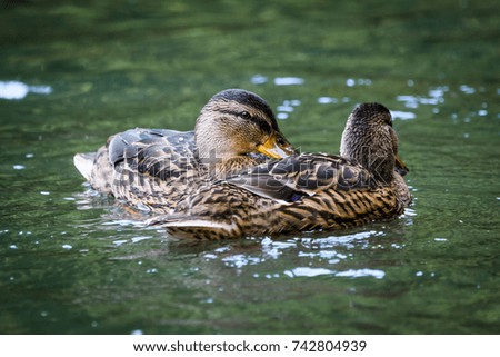 Two wild duck swimming