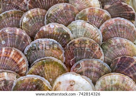 Fresh clams background, seashells close up, Mazagon, Huelva, Spain