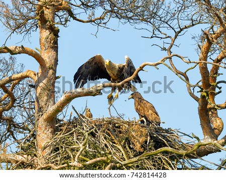 A mighty eagle the feeds the youngsters on the nest caught by the fish. Close-up dynamic photo of White-tailed Eagle, Haliaeetus albicilla. Royalty-Free Stock Photo #742814428