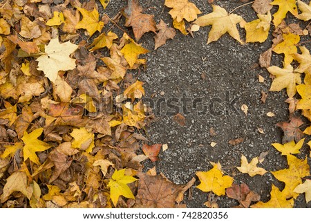 Top view on colorful dried leaves on the ground. Autumn in the park.