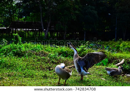 African chinese Geese