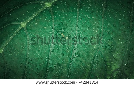 Green leaf background with water droplet. 
