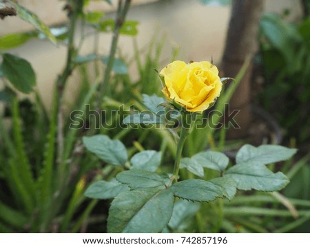 single yellow rose; isolated on natural background