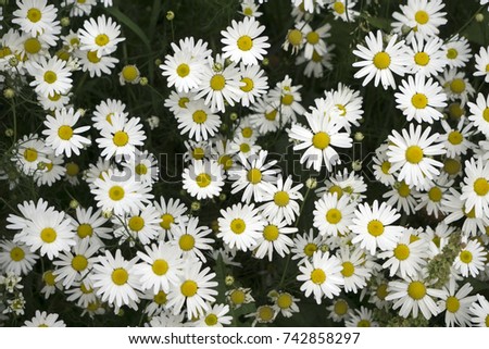 beautiful flower daisy background