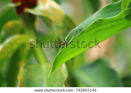 Dragonfly on the leaf.